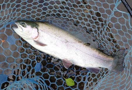 前回ほどではないがよく釣れてくれた平谷湖フィッシングスポット